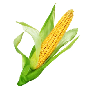 Maiz Amarillo Torino